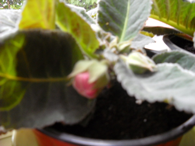 25.04.2012 - 1GLOXINIA-2012