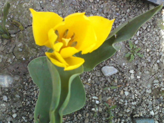 P25-04-12_13.01[1] - Florile mele