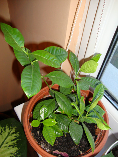gardena,,a mai crescut - FORILE MELE   2012