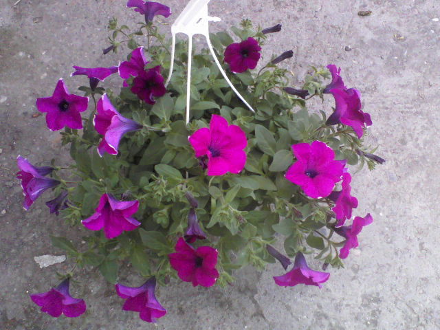 P25-04-12_13.37 - Florile mele