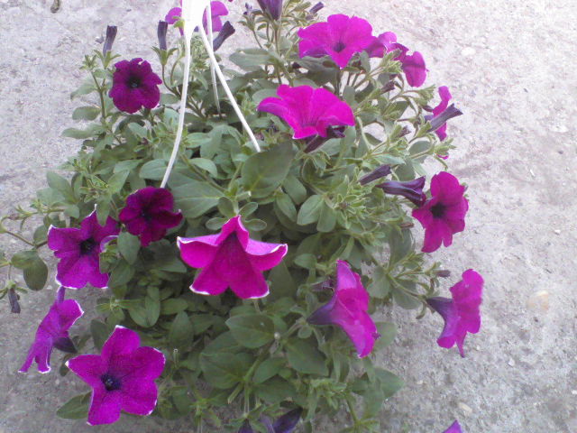 P25-04-12_13.37[2] - Florile mele