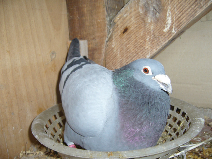 P1250267 - pui 2012