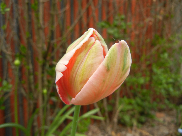 Tulipa Fantasy Parrot (2012, April 25) - Tulipa Fantasy Parrot