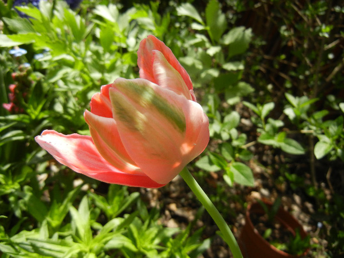 Tulipa Fantasy Parrot (2012, April 25) - Tulipa Fantasy Parrot