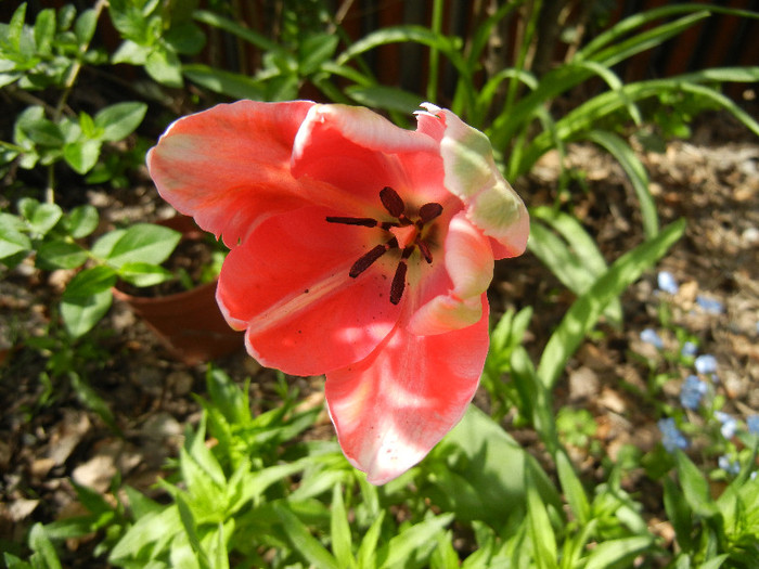 Tulipa Fantasy Parrot (2012, April 25)