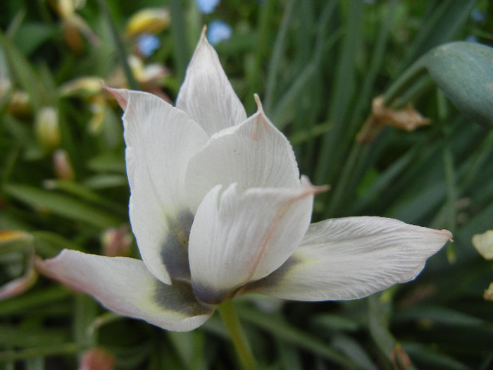 Tulip Alba Coerulea Oculata (2012, Apr.25) - Tulipa Alba Coerulea