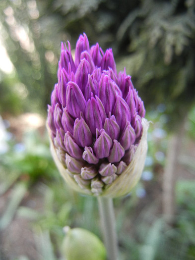 Allium Purple Sensation (2012, April 25) - Allium aflatunense Purple