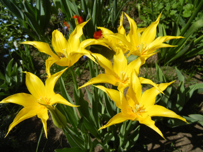 Tulipa Cistula (2012, April 25)