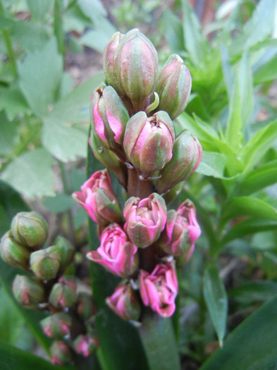 Hyacinth Eros (2012, April 25)