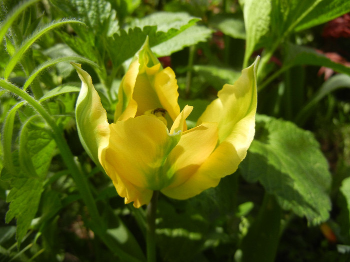 Tulipa Golden Artist (2012, April 25)