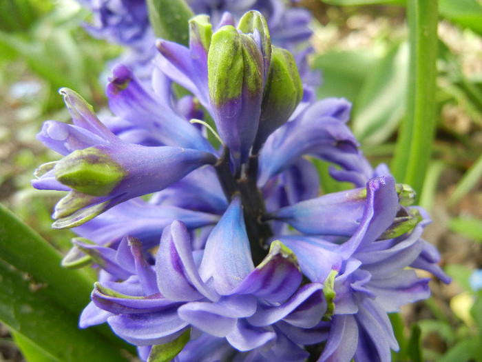 Hyacinth Isabelle (2012, April 25)