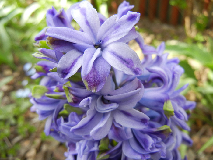 Hyacinth Isabelle (2012, April 25) - Hyacinth Isabelle