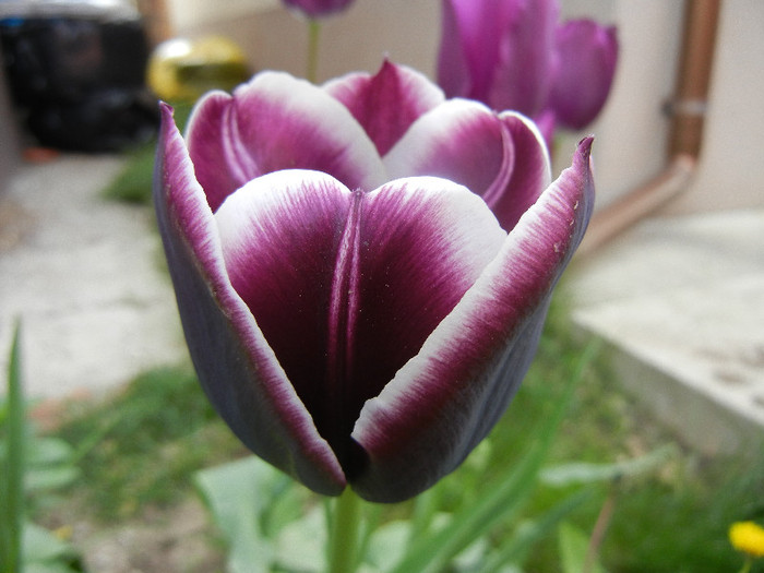 Tulipa Jackpot (2012, April 25)