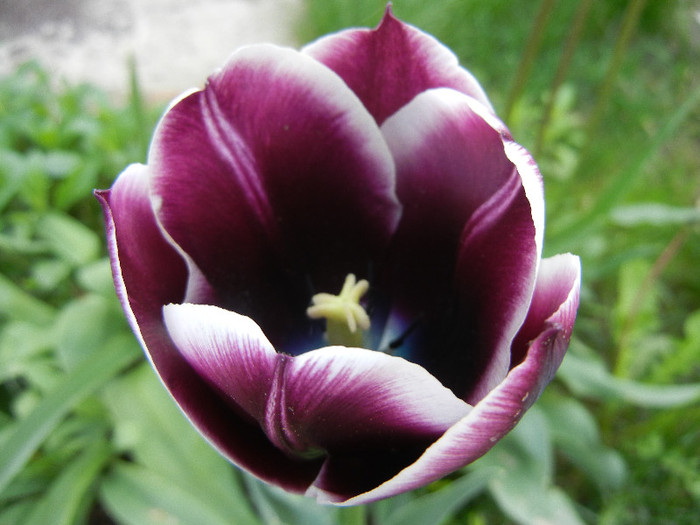Tulipa Jackpot (2012, April 25) - Tulipa Jackpot