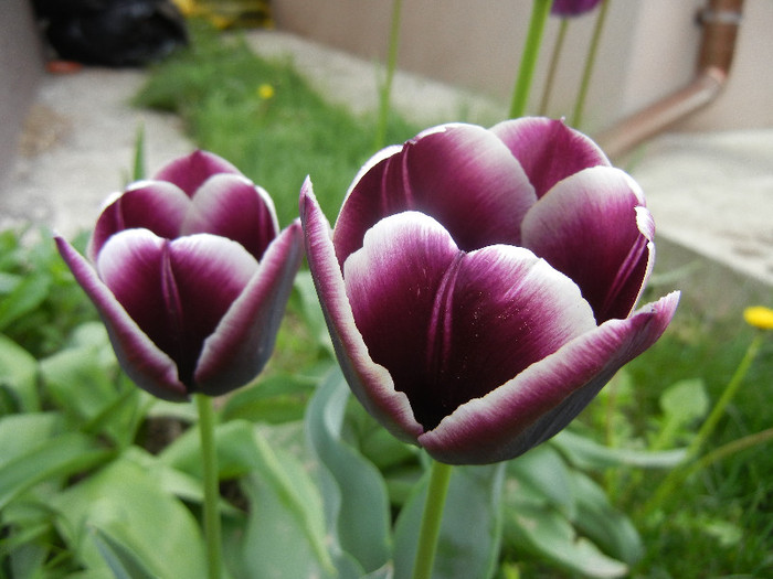 Tulipa Jackpot (2012, April 25) - Tulipa Jackpot