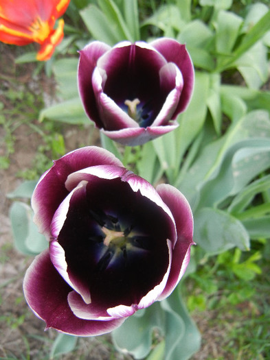 Tulipa Jackpot (2012, April 25) - Tulipa Jackpot