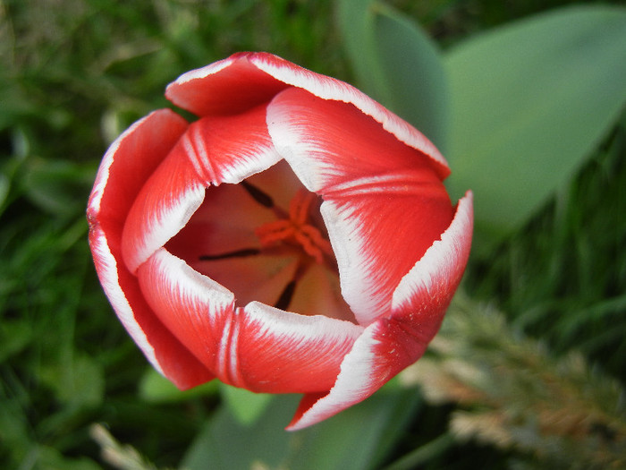 Tulipa Leen van der Mark (2012, April 25) - Tulipa Leen van der Mark