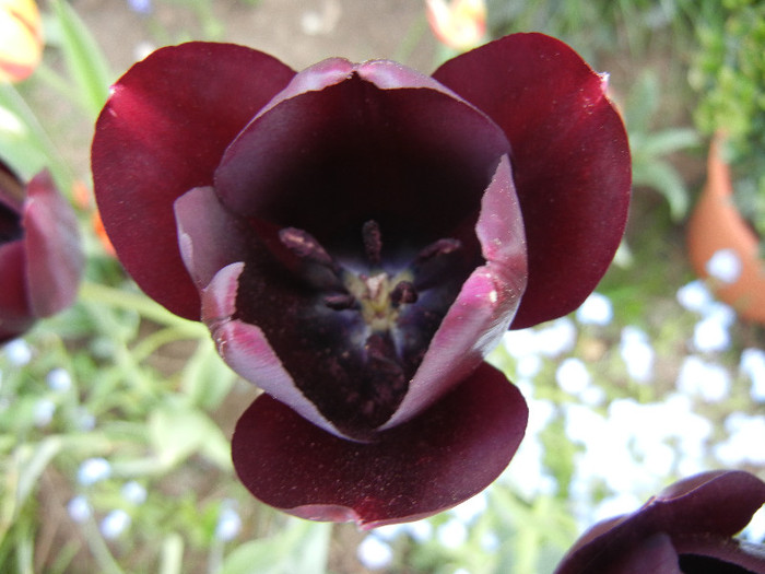 Tulipa Queen of Night (2012, April 25)