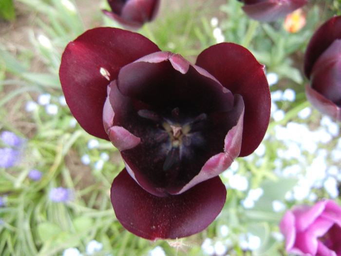 Tulipa Queen of Night (2012, April 25)