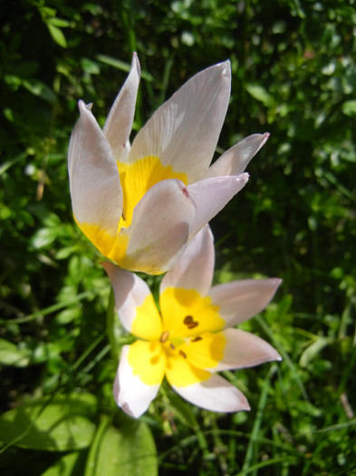 Tulipa Lilac Wonder (2012, April 25) - Tulipa Lilac Wonder