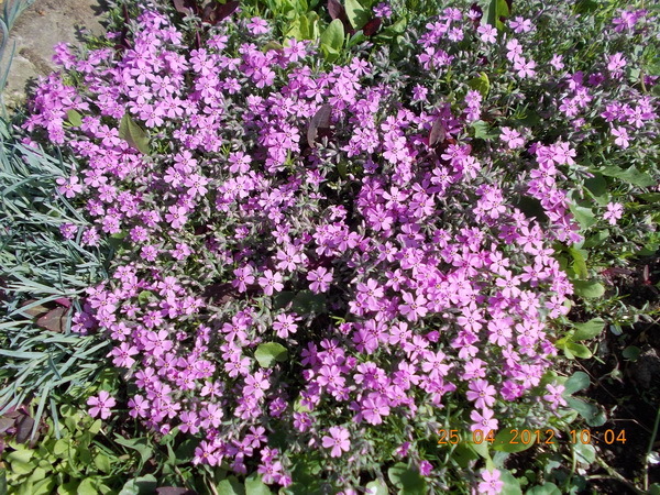 DSCN0768_resize - anotimpuri inflorite 2012