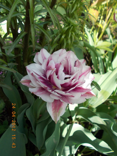 DSCN0750_resize - anotimpuri inflorite 2012