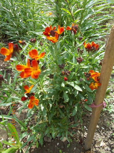 DSCN0774_resize - anotimpuri inflorite 2012