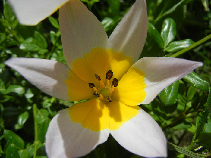 Tulipa Lilac Wonder (2012, April 25) - Tulipa Lilac Wonder