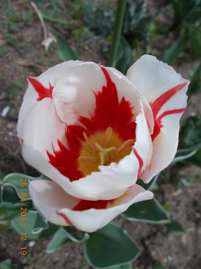 DSCN0780_resize - anotimpuri inflorite 2012