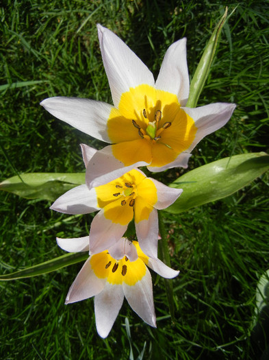Tulipa Lilac Wonder (2012, April 25)