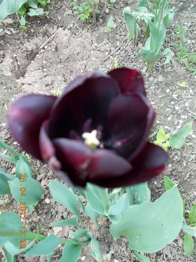 DSCN0782_resize - anotimpuri inflorite 2012