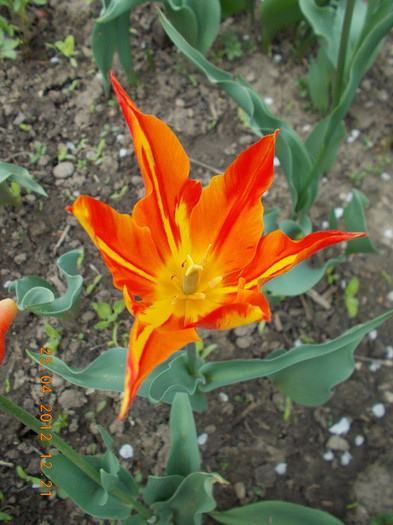 DSCN0785_resize - anotimpuri inflorite 2012