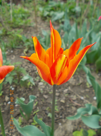 DSCN0786_resize - anotimpuri inflorite 2012