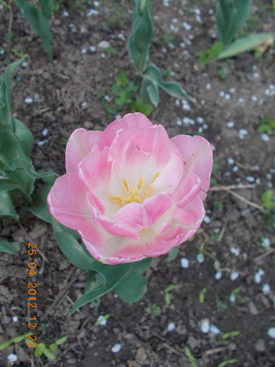 DSCN0790_resize - anotimpuri inflorite 2012