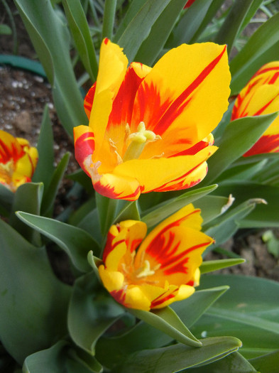 Tulipa Mickey Mouse (2012, April 25)