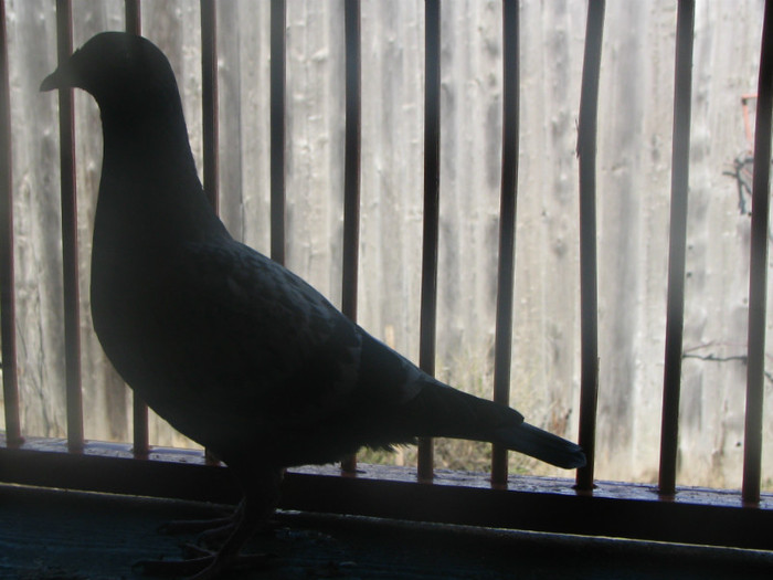 Pigeons 033 - Pui 2012 -Pigeon Sport