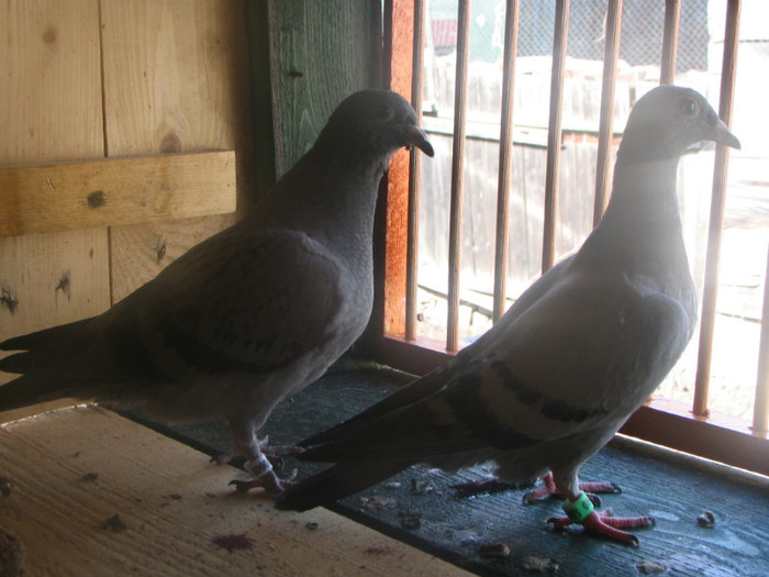 Pigeons 034 - Pui 2012 -Pigeon Sport