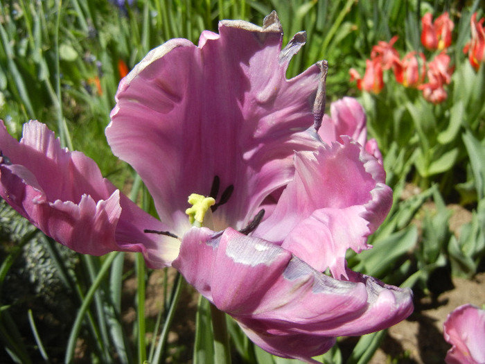 Tulipa Rai (2012, April 25) - Tulipa Rai Parrot