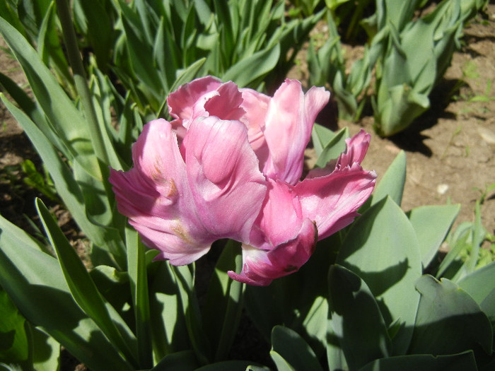 Tulipa Rai (2012, April 25) - Tulipa Rai Parrot