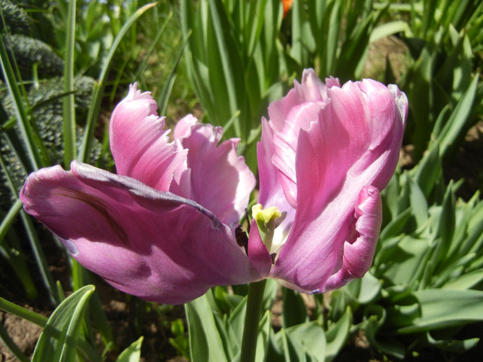 Tulipa Rai (2012, April 25) - Tulipa Rai Parrot