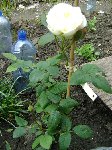 WC - trandafiri 2012