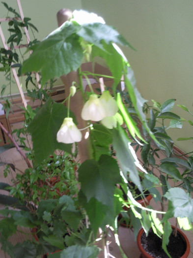 alb - abutilon