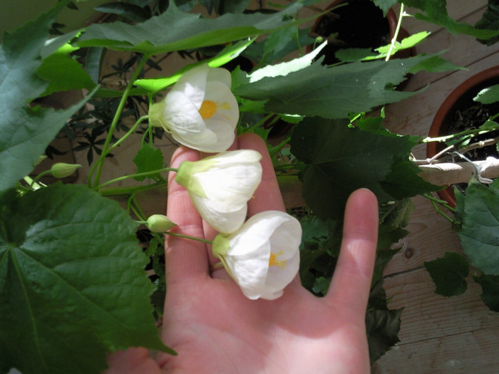 alb - abutilon