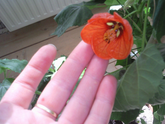 caramiziu - abutilon