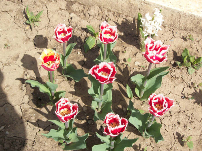 100_8563 - lalele 2012