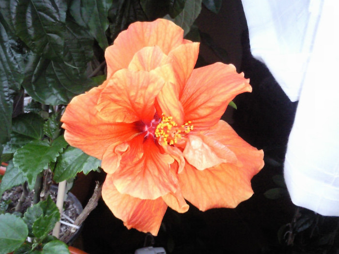 madrid - hibiscus