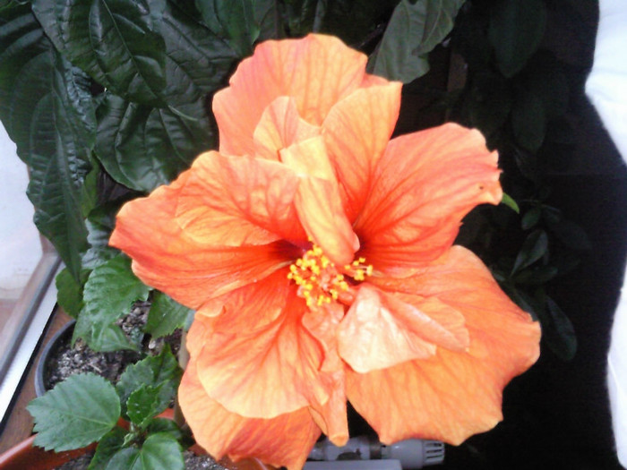 madrid - hibiscus