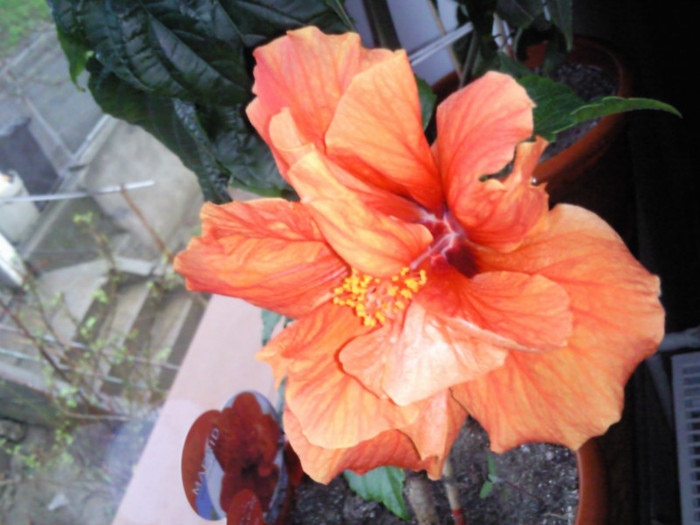 madrid - hibiscus