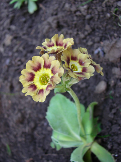 Primula pubescens - Flori de primavara