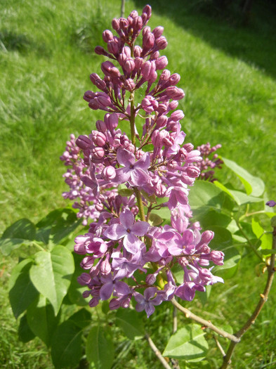 Lilac Ruhm von Horstenstein (`12,Apr.25)